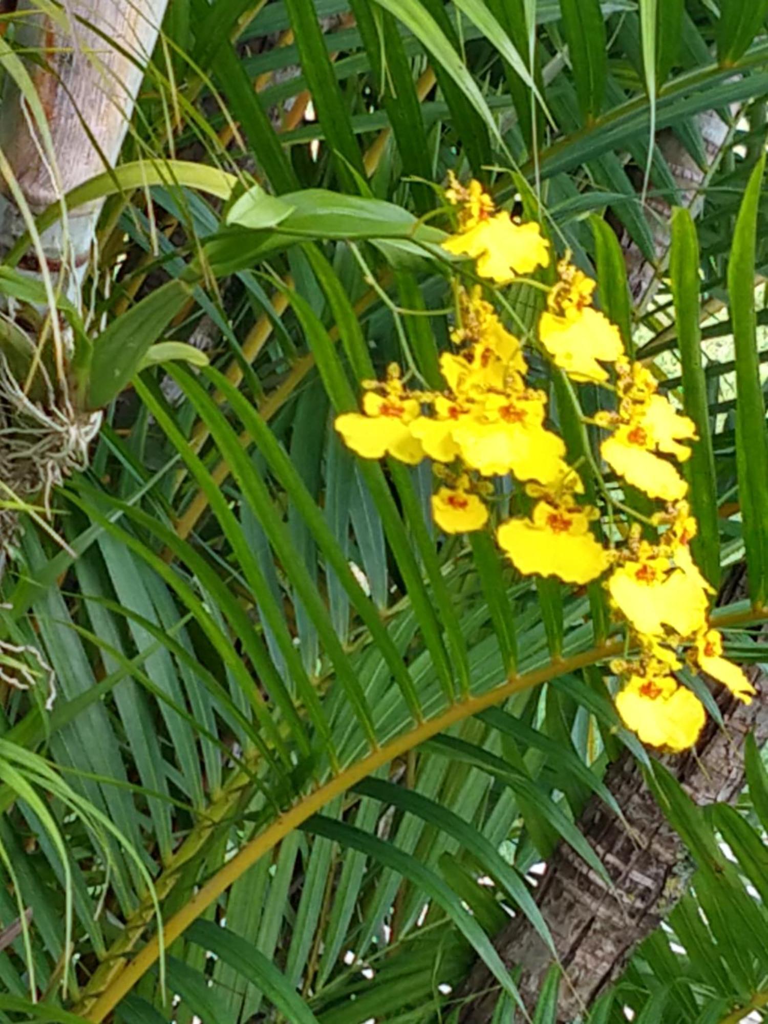 Pousada Colar De Ouro Cunha Ngoại thất bức ảnh